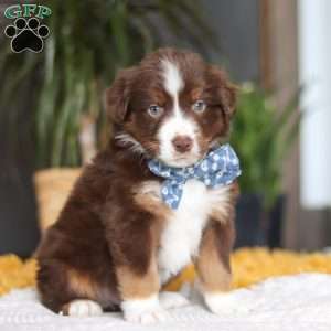 Roma, Miniature Australian Shepherd Puppy
